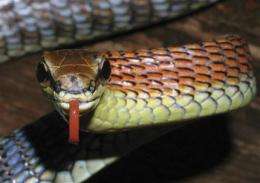 Amorous slug, orange snake among finds on Borneo (AP)