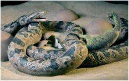 'Anaconda' meets 'Jurassic Park': Study shows ancient snakes ate dinosaur babies