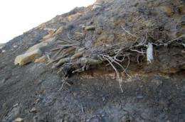 Ancient forest emerges mummified from the Arctic