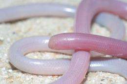 Ancient snakes living on Madagascar