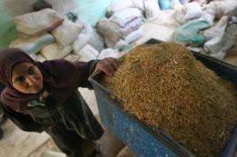 An Egyptian woman looks at her rice prior to it being processed at a rice mill in al-Ramlah village
