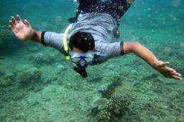 An environmental activist examines coral damaged by bleaching in the area of Ujong Pancu, Aceh Besar