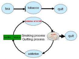 A new effective strategy for treating tobacco addiction was developed by researchers from the CAS