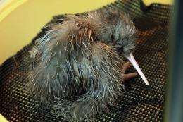 a newly born kiwi chick at the Willowbank Wildlife Reserve in Christchurch, New Zealand