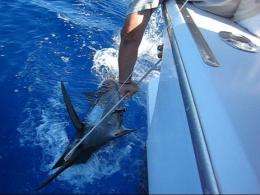 Anglers and Stanford scientists track marlin's unusual migration routes 
