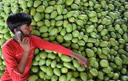 An Indian farmer talks on his mobile phone as he rests on a pile of mangoes
