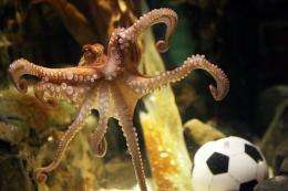 An octopus named Paul swims past a football in his aquarium