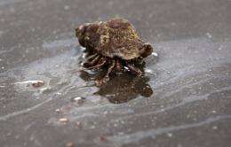 An oil-covered crab crawls on the beach on Grand Isle, Louisiana
