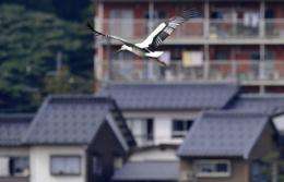 An oriental white stork flies over a park in Toyooka, Hyogo Prefecture