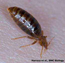 Anti-aphrodisiac protects young bedbugs