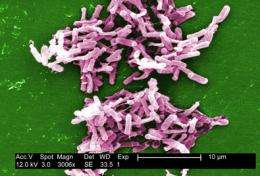 使用抗生素会增加梭状芽孢杆菌感染的风险