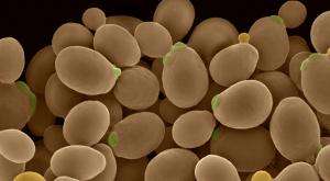 Antibody producing human yeast cells (Image credit: Adimab)