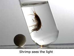 Antidepressants make shrimps see the light