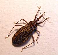 Anti-Parasite Drugs for Neglected Chagas Disease Are in the Works