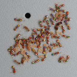 Ants compete, recruit to identify best colony