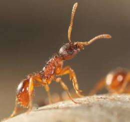 Ants' ecosystem role is 'key'