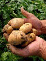 A person holds some Amflora potatoes