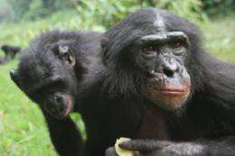 Apes unwilling to gamble when odds are uncertain