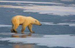 A Polar Bear walks on the frozen tundra on the edge of Hudson Bay in Mantioba