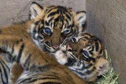 A rare Sumatran tiger has given birth to three cubs at an Indonesian zoo
