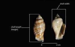 Archaeological study shows human activity may have boosted shellfish size