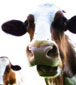 Are cow burps contributing to global warming?