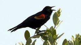 A red-winged Blackbird sings at the Merritt Island National Wildlife Refuge in Titusville, Florida