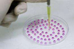 A researcher manipulates drops of stem cells in a laboratory