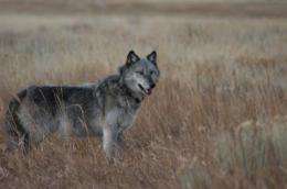 Are wolves saving Yellowstone's aspen trees from elk?