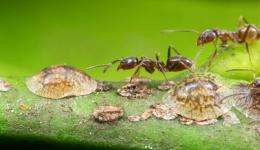 Argentine ant genome sheds light on a successful pest