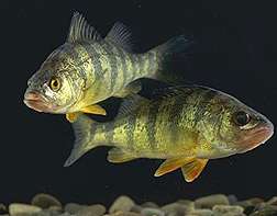 ARS, Cooperators Find Genes Involved in Yellow Perch Growth