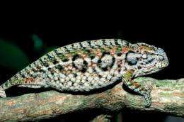 As global temperatures rise, the world's lizards are disappearing