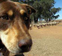 A sheep dog watches over merino sheep as they search for feed on a dry property near Parkes in rural New South Wales