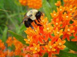 As honeybee colonies collapse, can native bees handle pollination?