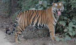 Asian tiger numbers could triple if large-scale landscapes are protected