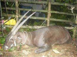 Asian 'unicorn' photographed for first time in over 10 years