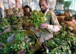 A Somali trader takes khat out of bags