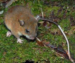 A species of montane mouse documented in Papual New Guinea