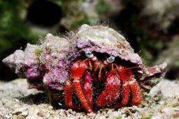 A spotted hermit crab walks in the depths of the Mediterranean Sea