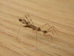 Assassin bugs trap spiders by mimicking prey (w/ Video)