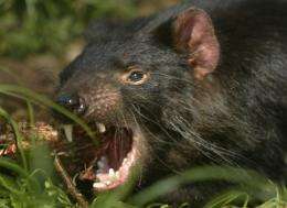 Australia is attempting a desperate bid to save Tasmanian Devils from being wiped out by a hideous face cancer
