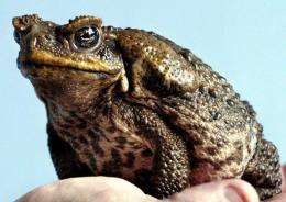 Australia is beset by millions of cane toads which were introduced in the 1930s to control scarab beetles