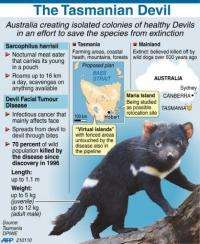 Australia is creating isolated colonies of healthy Devils in an effort to save the species
