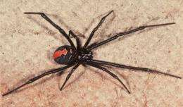 Australia's deadly redback spider has established itself in New Zealand