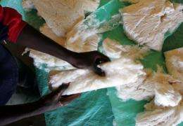 A worker checks the quality of organic cotton