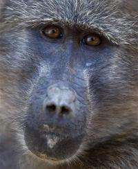 Baboons make sweet discovery in South Africa (AP)