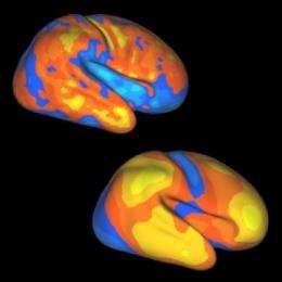 Baby brain growth mirrors changes from apes to humans