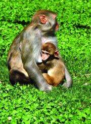 Baby monkeys receive signals through their mother's breast milk