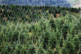 Back off, Rudolph: Protecting this year's Christmas tree crop