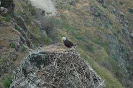 Bald eagle diet shift enhances conservation
